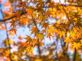 Colorful maple leaf in the park when autumn season.