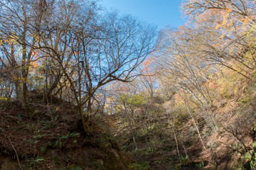 Best time autumn colors in Japan, Fall foliage season with blue sky and clear day.