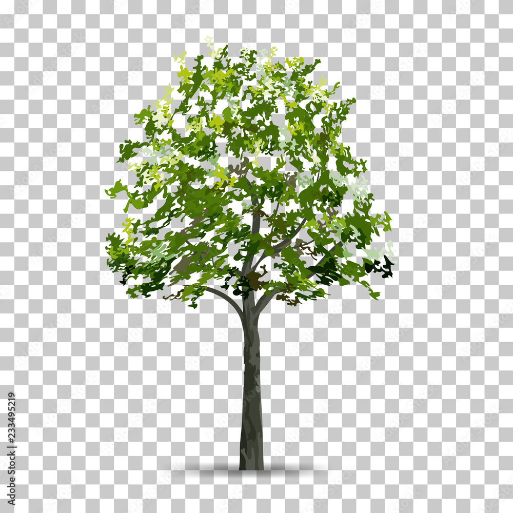 Poster tree isolated on transparent background with soft shadow. use for landscape design. park and outdoor