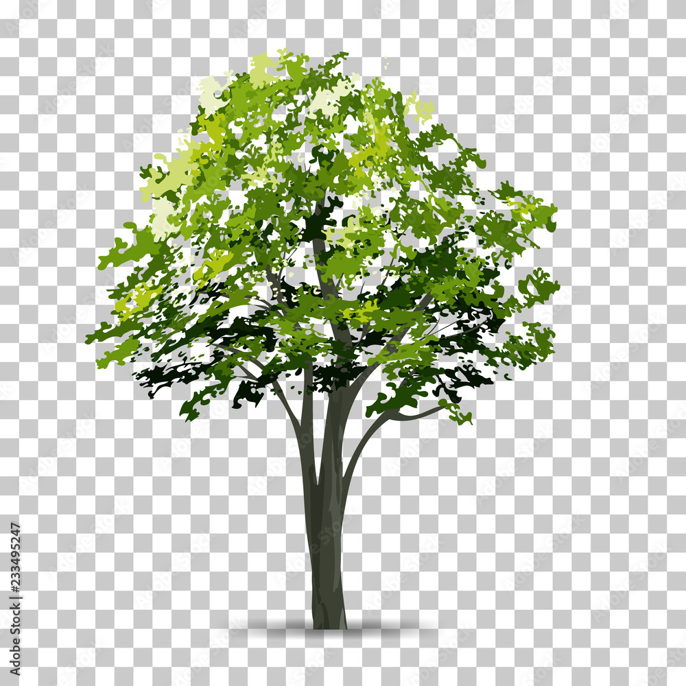 Poster tree isolated on transparent background with soft shadow. use for landscape design. park and outdoor