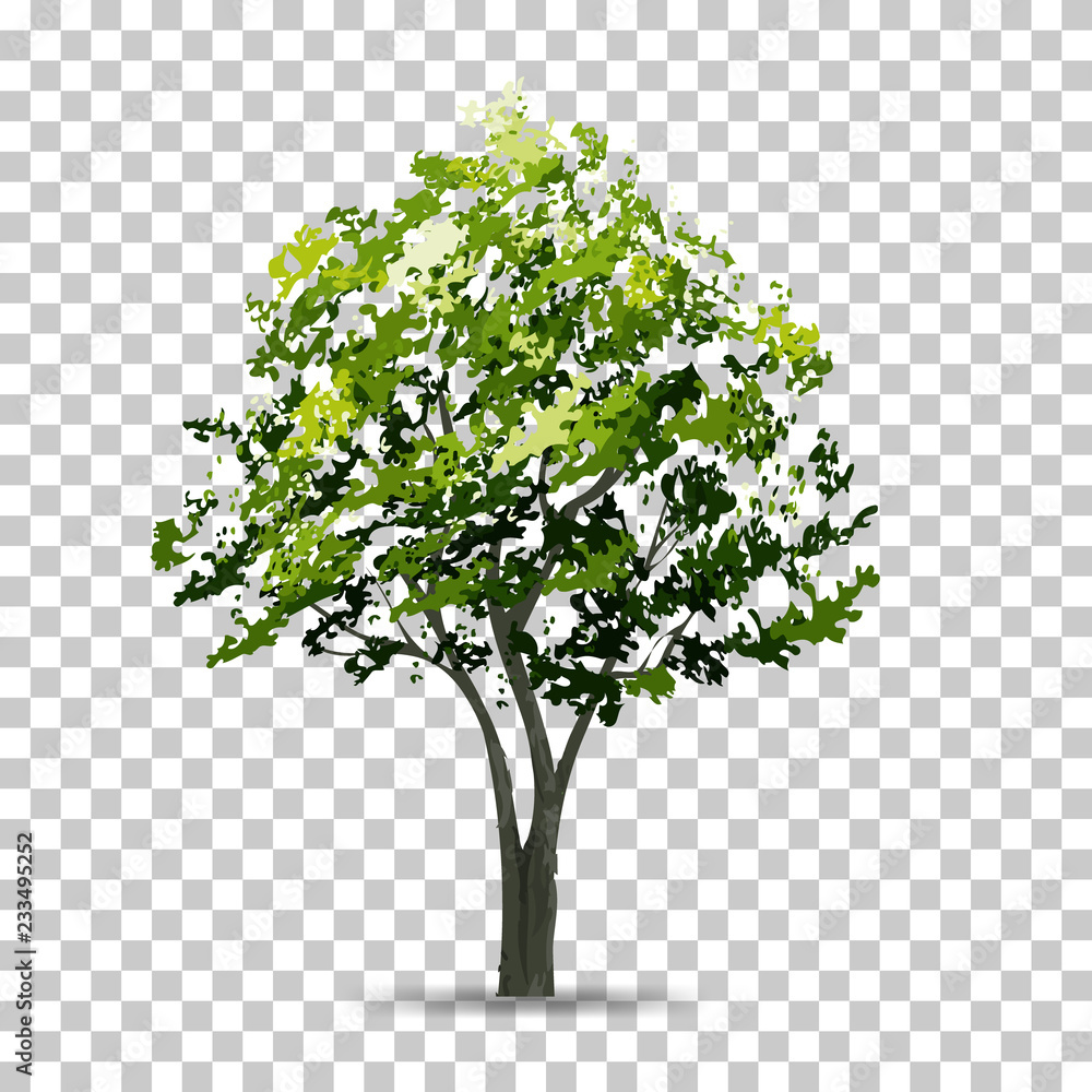 Poster tree isolated on transparent background with soft shadow. use for landscape design. park and outdoor