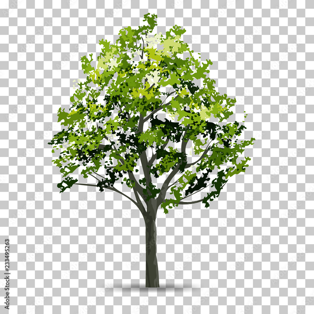 Poster tree isolated on transparent background with soft shadow. use for landscape design. park and outdoor