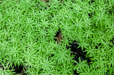 Green leaf texture background