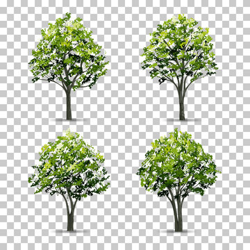 Collection of Tree isolated on transparent background with soft shadow. Vector.