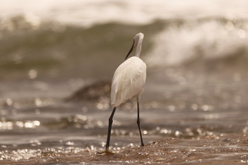 Little Egret on the beach