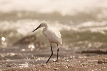 Little Egret on the beach