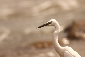 Little Egret on the beach