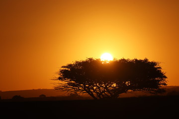 African sunset behind a tree