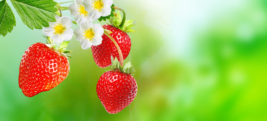 strawberries garden on blur nature background