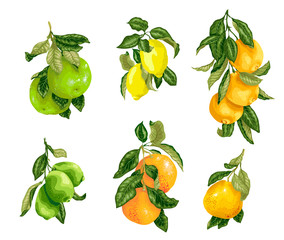 Set with fruits in vector such as lime, lemon, orange, pomelo and grapefruit
