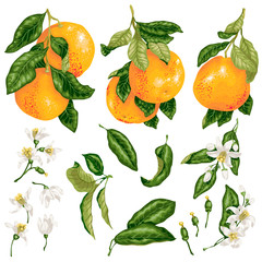 Grapefruit set in vector with fruits on branches, leaves and flowers and buds