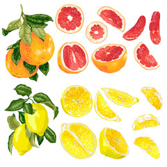 Vector set with grapefruit and lemon citrus fruits and slices
