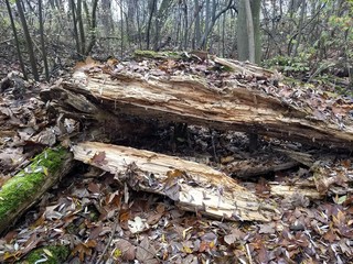 November - Herbstspaziergang - Baum