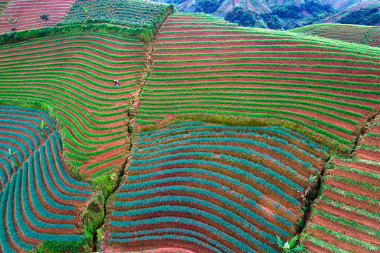Argapura onion plantation aerial view, Indonesia
