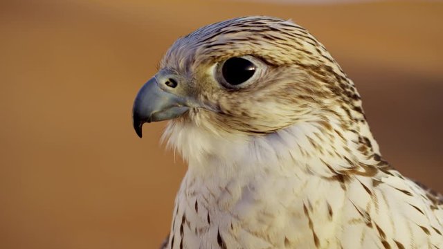 Head of a Saker falcon in Middle Eastern desert