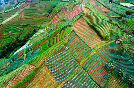 Argapura onion plantation aerial view, Indonesia