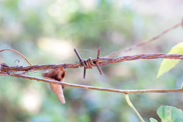 Close up, red rusted barbed wire shot from side view of barbed wire with green of the tree.