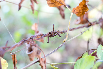 Close up, red rusted barbed wire shot from side view of barbed wire with green of the tree.