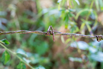 Close up, red rusted barbed wire shot from side view of barbed wire with green of the tree.