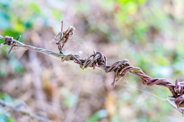 Close up, red rusted barbed wire shot from side view of barbed wire with green of the tree.