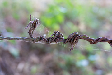 Close up, red rusted barbed wire shot from side view of barbed wire with green of the tree.
