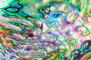 Close up multicolour texture background of paua shell, haliotis iris or Abalone shell