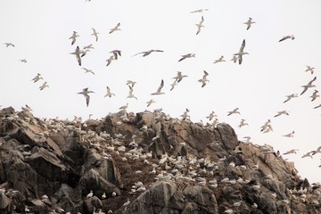 Les 7 Iles - Les Sept Iles - Côtes d'Armor - Bretagne