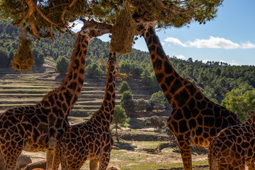 giraffe in zoo