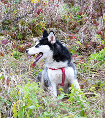 siberian husky