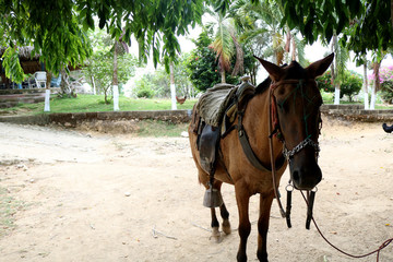 horse on the beach