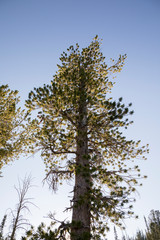 Obraz premium Eagle Caps