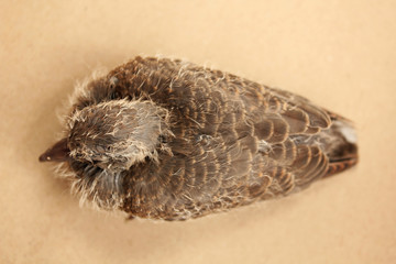 Top view of flapper baby dove bird on brown background.