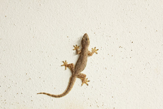 House lizard or little gecko on a white wall.