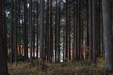 Fototapeta premium 森 林間 山道 ハイキング