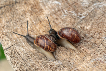snail on stump