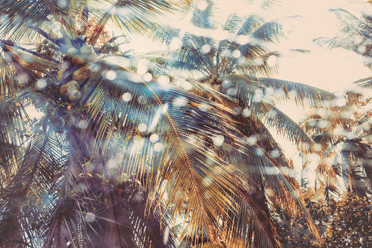 palm tree through window rain