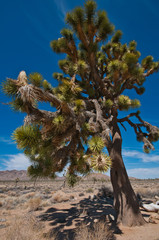 Joshua tree national park