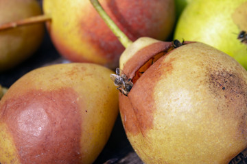 Bees collect nectar © ПАВЕЛ АБЛОГИН