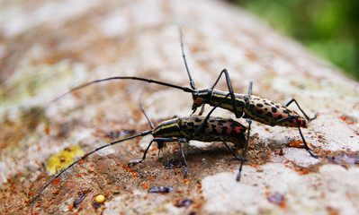 insect wood / close up Insect breed Wharf borer insect from the family of oedemedidae on tree