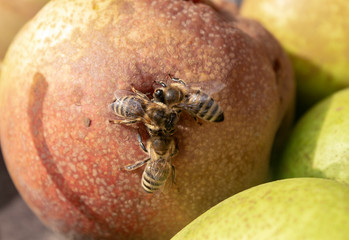 Bees collect nectar © ПАВЕЛ АБЛОГИН