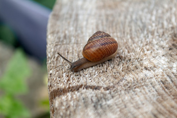 snail on stump