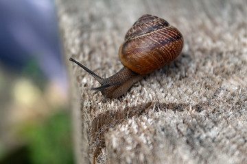 snail on stump