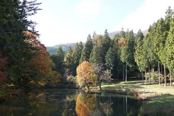 秋の湖　池　紅葉　秋　水　日差し　楓　反射　色づく山