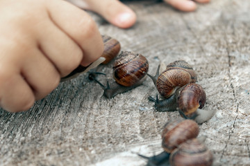 snail on stump