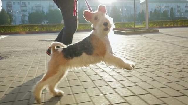 A young man walks down the street with his attractive dog Terrier on a red leash. The dog playfully runs and jumps