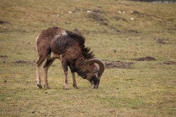 Struppiger Europäischer Mufflon (Ovis gmelini musimon)