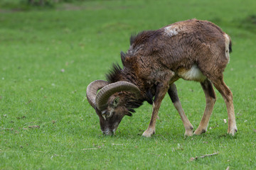 Mufflon im Fellwechsel
