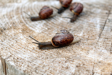 snail on stump