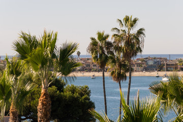 Palm Trees Overlooking Mission Bay