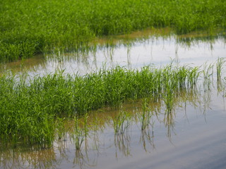 nature rice tree grassy lush verdancy verdant verdantly verdure verdurous verdurousness greenery greenish viridity Green fields grass green manicured lawns